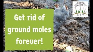 How to remove amp get rid of ground moles best  guaranteed method [upl. by Arlena]