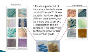 Kacey Diagnostics MultiChrome Culture amp Sensitivity Training pt1 [upl. by Walls]