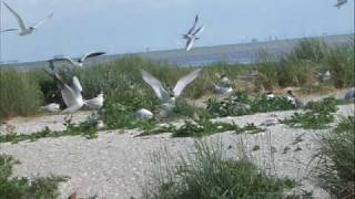 Henk Wijngaard  De Waddenzee [upl. by Zendah]