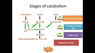 Catabolism stages [upl. by Nnyl]