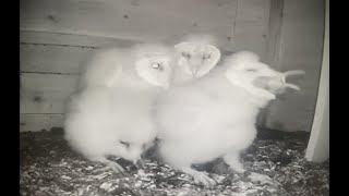 Barn Owl Mom Delivers Gopher Baby Swallows It Whole How [upl. by Bat743]