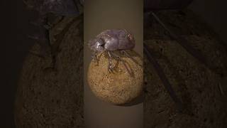 Dung Beetle Interesting Facts  Dung Beetle Animation beetle facts shorts [upl. by Kurth]