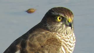 Gavilán común  Accipiter nisus 03112024 elanio1972 [upl. by Deehsar682]