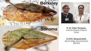 Taxonomic status population structure and identification methods for the vineyard spittlebug [upl. by Springer827]