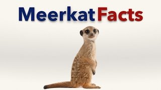 Meerkat Facts [upl. by Meghann]