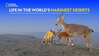 Life in Hostile Deserts  Hostile Planet  हिंदी  S1  E4  Nat Geo Wild [upl. by Eittocs]