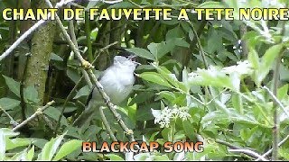 FAUVETTE à TETE NOIRE chant  Blackcap singing [upl. by Amsirac]