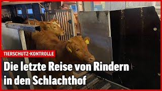 Tiertransport in der Schweiz So sieht es bei einer Kontrolle aus [upl. by Aerdnaid]