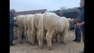 Semur en Auxois 13 novembre 2024  Gaec Cadoux Père et Fils [upl. by Areht]