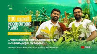 ₹ 30 മുതൽ INDOOR amp OUTDOOR PLANTS സ്വന്തമാക്കാം  subscribe pazhassigarden [upl. by Eseneg]