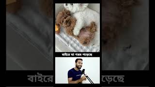 Bengali Dog Laugh Track  Funniest and Most Adorable Clips [upl. by Clayson]