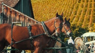 A CINEMATIC RESTAURANT B ROLL Buschenschenke Restaurant Switzerland [upl. by Ellicec]