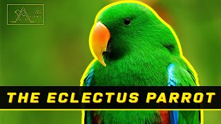 38th Eps  Meet The Eclectus Parrot Intelligent Unique And Friendly Birds [upl. by Gokey]