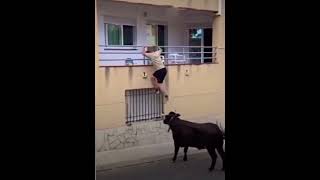 ¡Increíble Momento🐂🔥Un Toro Sube a la Pared para Alcanzar a un Aficionado en la Ventana😱 toros [upl. by Claudius]