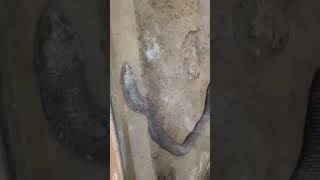 Ranchi ormanjhi parkpart2 Snake house [upl. by Edward]