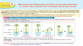 Mécanisme dabsorption de leau et des sels minéraux au niveau des racines شرح بالداريجة svt 1BAC [upl. by Genevra265]