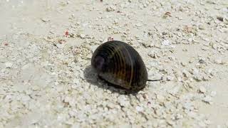 Zufallsbegegnung am Strand mit einer Schnecke Nerita malediven male strand schnecke [upl. by Deibel]