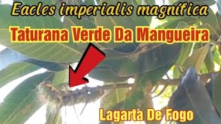 Taturana Verde Da Mangueira  Lagarta De Fogo Do Pé De Manga Eacles imperialis magnífica [upl. by Marlane588]