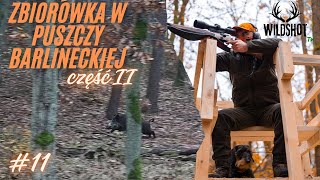 11 Polowanie zbiorowe w Puszczy Barlinieckiej czIIDrivenhunt for Wildboar in Poland [upl. by Inoek]