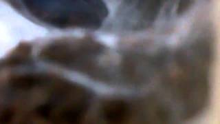 Tarantula Mythbuster Vid 21  Detailed Vid on Scalceatum Featherleg Baboon [upl. by Nashoma824]