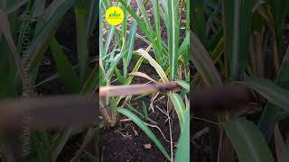 Sugarcane Early Shoot Borer  Pest of Sugarcane  cane farming  Early shoot borer  Pest Management [upl. by Eimmij]