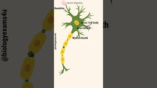 Neuron Animation  Nerve Impulse Conduction Slow motion [upl. by Bracci]