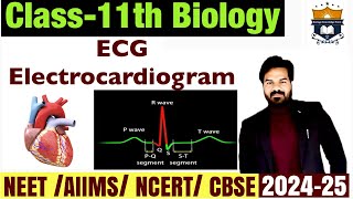 ECG Electrocardiogram  Body fluids and Circulation class 11 Biology  NEET [upl. by Larine295]