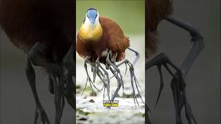 👉African Janaca Birds Legs😲🤔👈 [upl. by Aurelio943]