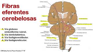 Fibras Eferentes Cerebelosas  NeuroCiencias [upl. by Franzoni31]