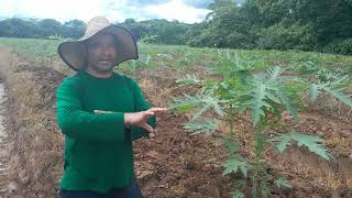 ¿Cual es la distancia de siembra adecuada en el cultivo de papaya [upl. by Sonni335]