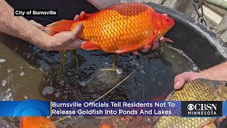 They Grow Bigger Than You Think Burnsville Tells Residents Not To Release Goldfish Into Ponds La [upl. by Coralie895]