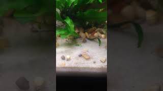 HELP did my amano shrimp die  little insight for beginners amanoshrimp aquarium fish [upl. by Morrell]