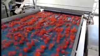 Tomato sorting machine Sentinel II  TOMRA Sorting [upl. by Weitzman]