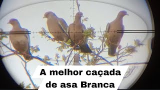 A MELHOR CAÇADA DE ASA BRANCA POMBA VERDADEIRA ABATES TOPS CARABINA LEVIATAN 55 18112023 [upl. by Akimihs]