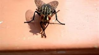 How To Get Rid Of A House Fly Infestation [upl. by Kerby]