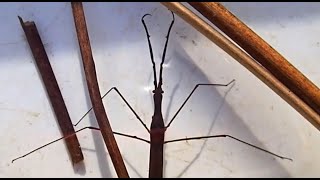 Group 20 Other Water Bugs Ranatra linearis Water Stick Insect [upl. by Ikkaj]