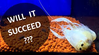 ENTIRE CRAYFISH MOLTING PROCESS [upl. by Ayaj]