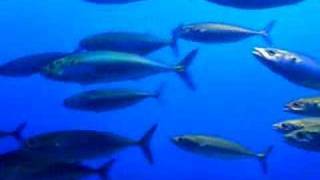 Mackerel  Monterey Bay Aquarium [upl. by Alberta729]