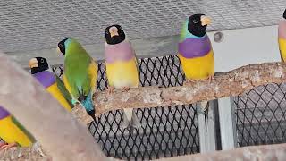 new pure wild type gouldians [upl. by Azarria]