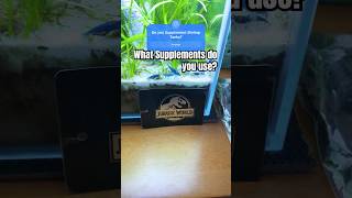 Do you supplement your shrimp tank shorts shrimp aquarium [upl. by Adnorehs]