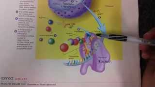 How to remember Translation and Transcription [upl. by Drahnreb569]