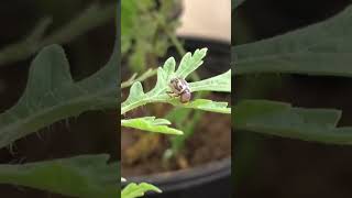 zygogramma bicolorata feed on parthenium insectdiversity trendingshorts insecthabitat trending [upl. by Field]