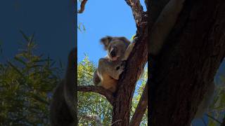 Magnetic Island aka paradise australia magneticisland [upl. by Araeit]