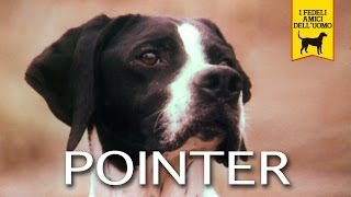 IL POINTER trailer documentario [upl. by O'Meara]