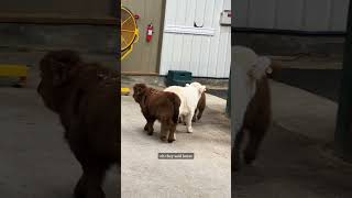 Mini cows go explore the barn on their own highlandcattle minicows cuteanimals babyanimals [upl. by Binah]