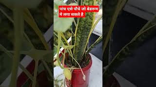 5 best indoor plant for bedroombedroom plantsindoorplantsplantsgardeningshortsytshortsviral 🌿 [upl. by Hubert]