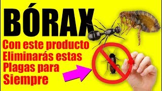 BORAX la forma de Eliminar Cucarachas Hormigas Chinches Termitas y más Plagas [upl. by Beutner612]