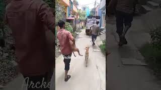 How dogs are picked up for Spaying Drive dog dogs doglover dogshorts spayandneuter support [upl. by Agon]