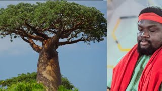 Spiritual Benefits Of Baobab Tree If You Want To Be Successful In Your Business Just Do This [upl. by Kurth]