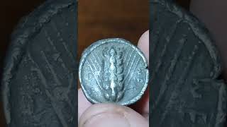 LUCANIA METAPONTUM Silver Nomos ca 500 BC Ear of grain coin monedasantiguas history silver [upl. by Irahcaz]